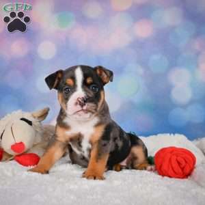 Mia, Miniature Bulldog Puppy